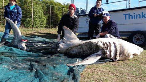 Great White Sharks Washed Ashore With Organs Surgically …