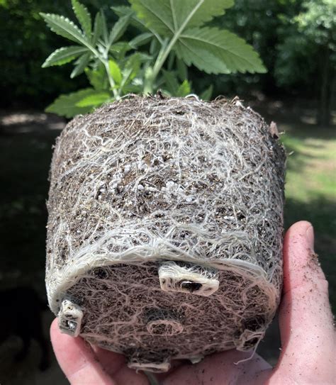 Great White mycorrhizae Rollitup