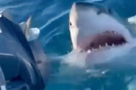 Great White shark circles family for hour, chomps boat motor