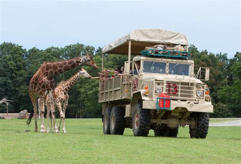 Great adventure safari. Mar 14, 2022 · Wild Safari Drive-Thru Adventure opens for the 2022 season on March 19, with new animals, new tours, and memorable guest enhancements. Springtime means new life, and Six Flags Great Adventure in ... 