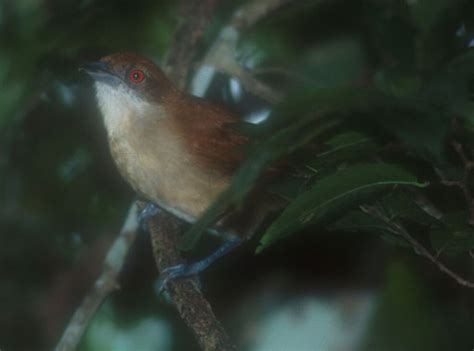 Great antshrike - Wikipedia