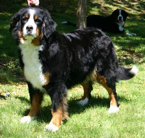 Great bernese. They make great walking partners! History: The original Bernese mountain dog was an all purpose farm dog used to herd cattle, protect the farm and pull milk carts to the local dairy. The name Bernese mountain dog roughly translates from the German "berner sennenhund," which literally means Bernese alpine herdsman's dog. The … 