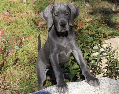 Great dane breeders. The breeders have registered with AKC the sires, and dams and litters listed on AKC Marketplace. Individual puppies of these AKC - registered litters, therefore, are eligible to be registered with AKC, subject to compliance with existing AKC Rules, Regulations, Policies and the submission of a properly completed registration application and fee. 