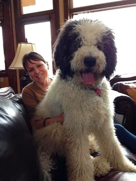 Great dane golden doodle mix. Things To Know About Great dane golden doodle mix. 