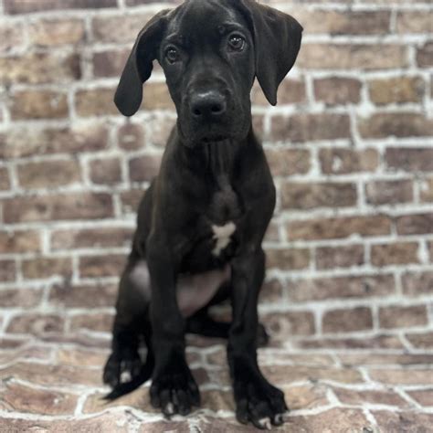 Great dane memphis. Find Great Dane puppies for saleNear Tennessee. Find Great Dane puppies for sale. Although this protective and patient breed is known for their generally easygoing nature — dog owners should feel confident and prepared when committing to a dog of such large stature and great strength. Learn more. Transportation. 