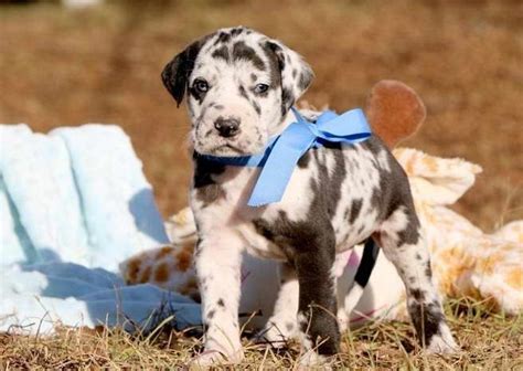 Great dane miami. Prices may vary based on the breeder and individual puppy for sale in Miami, FL. On Good Dog, Great Dane puppies in Miami, FL range in price from $1,500 to $2,500. We recommend speaking directly with your breeder to get a better idea of their price range. …. 