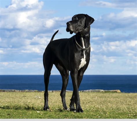 Great dane nj.  Individuals & rescue groups can post animals free.  Our dogs are...