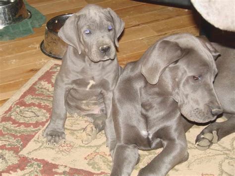 Clifton. Elizabeth. Jackson. Jersey City. Newark. Toms River. Wayne. Find Great Dane dogs and puppies from New Jersey breeders. It’s also free to list your available puppies and litters on our site..