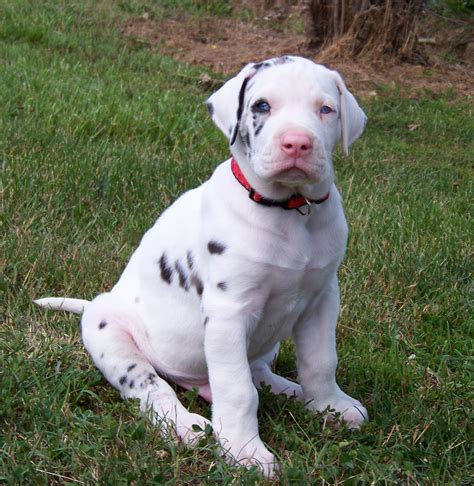 Great dane puppies for free. What is the average cost of Great Dane puppies in Peoria, IL? Prices may vary based on the breeder and individual puppy for sale in Peoria, IL. On Good Dog, Great Dane puppies in Peoria, IL range in price from $2,000 to $3,500. We recommend speaking directly with your breeder to get a better idea of their price range. …. 
