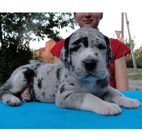 Story by Irene Wright, The Charlotte Observer • 2d. A Great Dane made a grand entrance at a North Carolina rescue by giving birth to a record-breaking litter just …. 