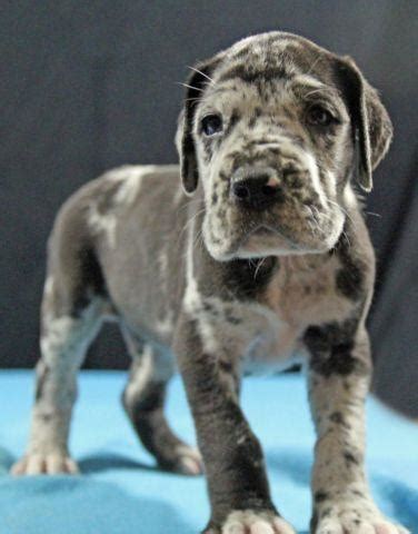 Prices may vary based on the breeder and individual puppy for sale in Newark, NJ. On Good Dog, Great Dane puppies in Newark, NJ range in price from $2,000 to $3,500. We recommend speaking directly with your breeder to get a better idea of their price range. Read less.