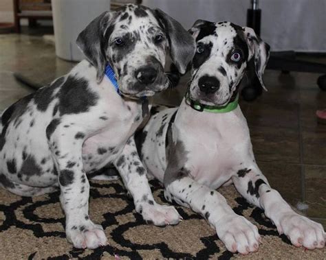 Quality comes first with emphasis placed on temperament, health, structure and movement. We produce not just beautiful Champion show dogs but great and loving companions. Colors of Great Dane Home puppies are harlequin, mantle and merle great danes. Puppies are raised with love and are socialized to be sound in mind..