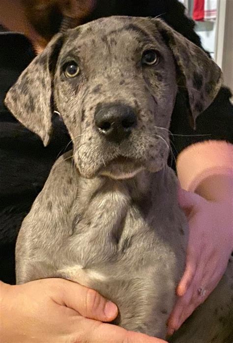 Great dane puppy for sale. Our high-quality Great Danes are the result of extensive research and thorough care for our outstanding dogs and puppies. We offer top-quality AKC Great Dane puppies from Championship bloodlines. Our dogs are OFA health tested. We have been raising Great Danes since 1995. 