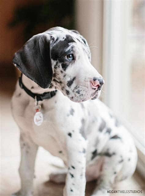Find Great Dane puppies for sale Near South Carolina ... 