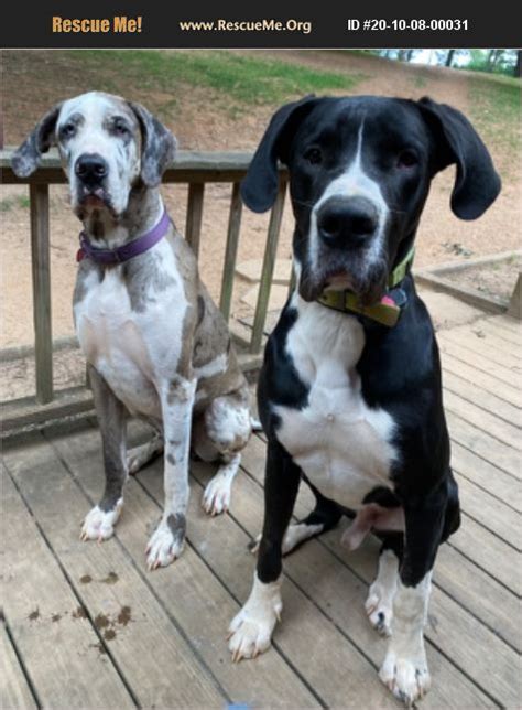 Metro Atlanta and North Georgia Great Dane Rescue. Great Dane Surrender as well as many Great Danes for adoption.