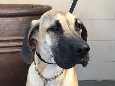 Great dane rescues near me. Great Dane Rescue, Inc, Plymouth, Michigan. 457,822 likes · 9,343 talking about this · 472 were here. We have foster homes in MI, IN, IL, Toledo Ohio, and Ontario ... 