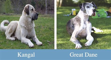 Kangal Dog vs Great Dane energy level comparison: Kangal Dog dogs have an average energy level , so if you live a semi-active life, this breed can be a good choice for you. Great Dane dogs are high-energy dogs.. 