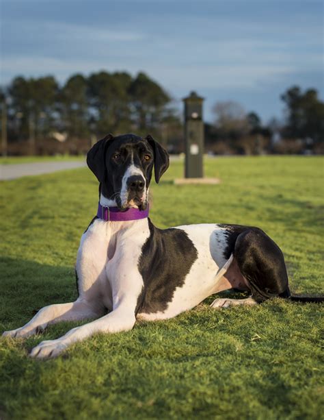 Great danes for adoption. At this type of event, MAGDRL will set up a table at a business location (typically a pet supply store) and will introduce our group to the public. We supply written information on all aspects of Great Danes and educate interested individuals or families on the prospect of adopting or fostering a Dane. Some of our more … 