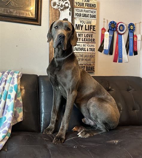 Fabulous Champion bloodline, 100% Euro, Merle Male AKC Great Dane ?ing for his forever home This handsome fella is out of Gianni (Full Euro Harlequin) and Thor our famous Full Euro OFA Certified Blue Stud, parent pics are provided below! He’s one of the Biggest pups in the litter! We are now accepting reservations to … 100% Euro, Merle Male AKC Great Dane Read More » . 