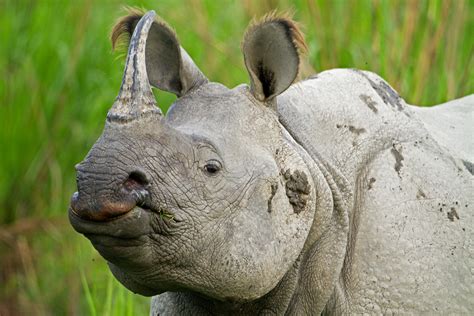 Great horned rhino. Ol Jogi Ranch, a wildlife conservancy in Kenya, sits at ground zero for what conservation manager Jamie Gaymer describes literally as a war. As organized crime syndicates and poach... 