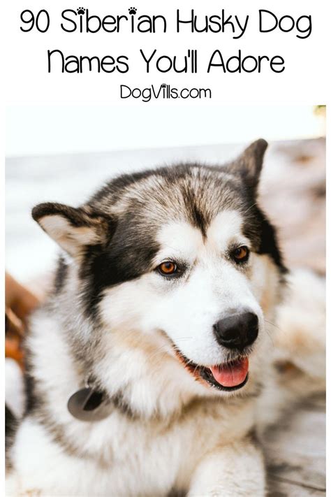 Great husky names. My name is Roger and I'm a huge Husky lover. I've owned 6 Husky dogs throughout my life and they are by far my favorite breed. I created Husky Names to help people find the best name for their new pups! 
