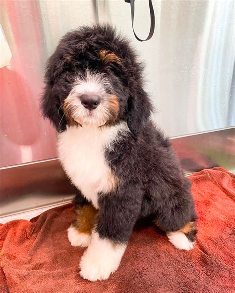 Great lakes bernedoodles. “Narnia” litter - F1 Standards - 2 weeks This litter is waitlisted. Please visit our website to fill out an application for future litters. GreatLakesBernedoodles.com 