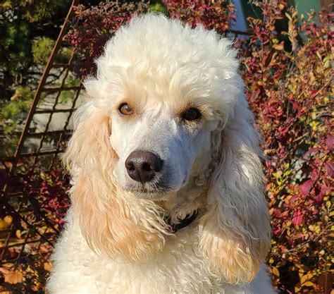 Judydoodle · #3 · Oct 18, 2019. Check Great Lakes Poodles in Tawas City, MI. We just got a Klein (moyen) boy from her this summer and he will be 20 lbs full-grown. She has another female who's due sometime this fall. We love our Charlie boy, so smart and sweet-tempered. Save.