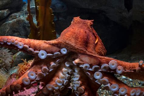 Great pacific octopus. The name says it all. Giant Pacific octopuses live up to their names: They're the largest octopus species in the world! Adults can weigh from 40 to 100 pounds, with a relaxed tip-to-tip dimension of 12–14 feet. Although less common, larger animals weighing up to 160 pounds have been found. An octopus at that weight would have a tip-to-tip ... 
