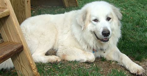 General Characteristics of the Great Pyrenees. Other names: Pyr