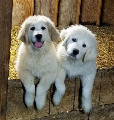 Find Great Pyrenees puppies for sale. Patience and tranquility are the two main traits of this majestic breed. They're gentle companions and protective guardians. Our dogs and pups are raised in our home and are loved as family. We strive to produce high-quality show prospects and companions..