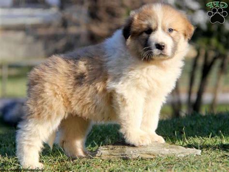 The Great Pyrenees is an ancient breed that originated as 