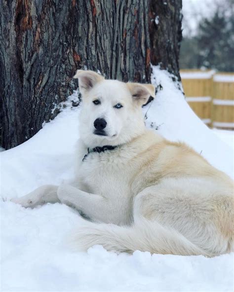 Great pyrenees husky mix. Things To Know About Great pyrenees husky mix. 