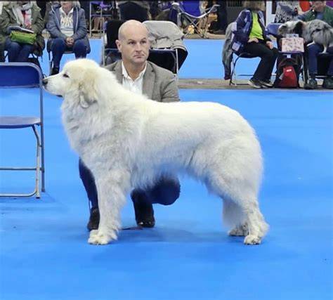Great pyrenees oregon.  Select from the highest-rated breeders in the state.  Transportat...