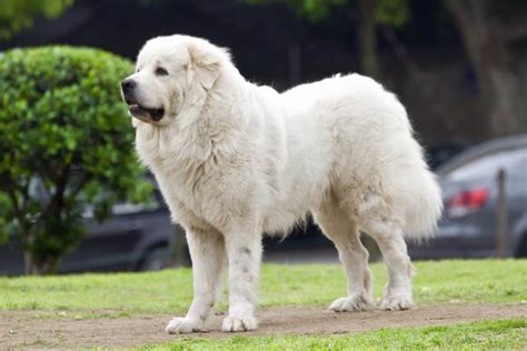 Great pyrenees price. Things To Know About Great pyrenees price. 