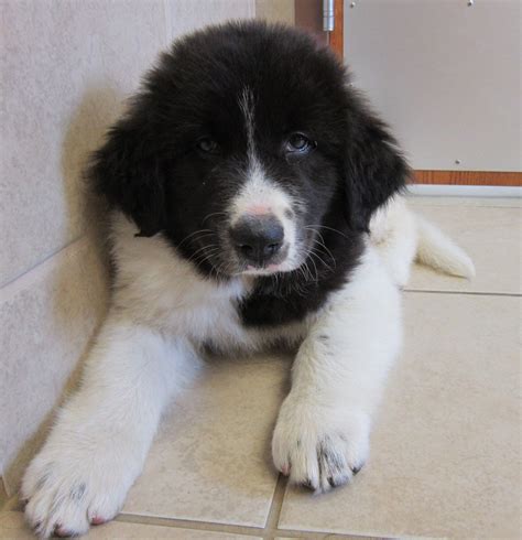 Great pyrenees puppies for sale near me craigslist. Chestnut. Gender. Female. Adopt Lana a Red/Golden/Orange/Chestnut German Shepherd Dog / Great Pyrenees / Mixed dog in Park Rapids, MN (30995264) View Details. No Price Listed. 