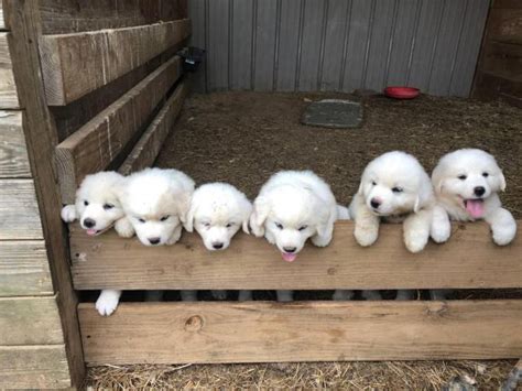 About Good Dog. Good Dog helps you find the Great Pyrenees puppy of your dreams by making it easy to discover Great Pyrenees puppies for sale near you. Search hundreds of Great Pyrenees puppy listings from Good Dog’s trusted Great Pyrenees breeders and start the application process today. Find a Great Pyrenees puppy from reputable breeders ... . Great pyrenees puppies for sale near me craigslist