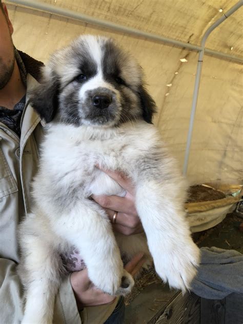 Great pyrenees puppies near me. The Great Pyrenees is a large, thickly coated, and immensely powerful working dog bred to deter sheep-stealing wolves and other predators on snowy mountaintops. Pyrs today … 