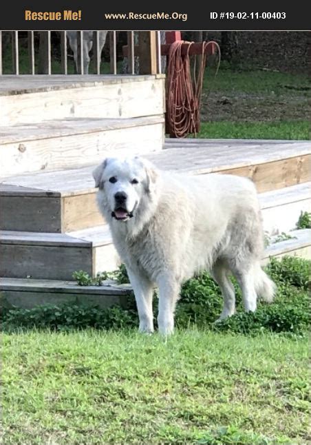 Great pyrenees rescue florida. Things To Know About Great pyrenees rescue florida. 