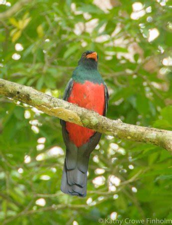 Great trip! - Chiapas Birding Adventures - Tripadvisor