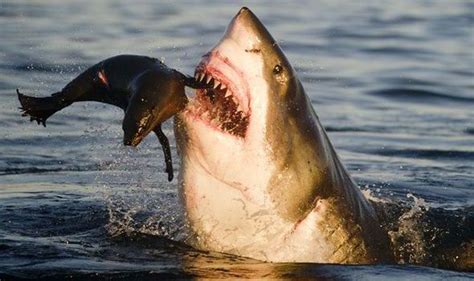 Great white Shark - 2024 10 Hunting