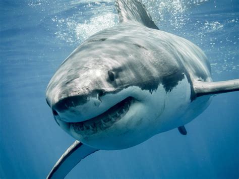 Great white shark called Jekyll tracked off Long Island coast