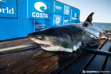 Great white shark researchers try to figure out where and when the East Coast sharks mate