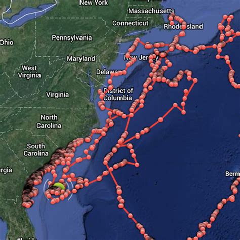 Great white shark tracking map. ORLANDO Fla. (Reuters) - A great white shark tagged in 2013 with a satellite tracking device is charting a groundbreaking map of the shark highway from Cape Cod to the Gulf of Mexico. Though the ... 