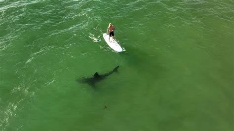 Great white sharks lurked near swimmers, surfers 97% of the time in drone study. What does this mean for Cape Cod?