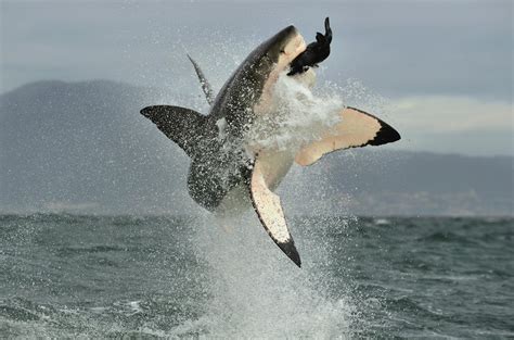 Great white vs orca. Research reveals “astonishing” footage showcasing new hunting strategies of orcas, heightening worries about the state of the marine ecosystem. An orca (killer whale) has been observed, for the first-ever time, individually consuming a great white shark – and within just two minutes. “The astonishing predation, off the coast of Mossel ... 