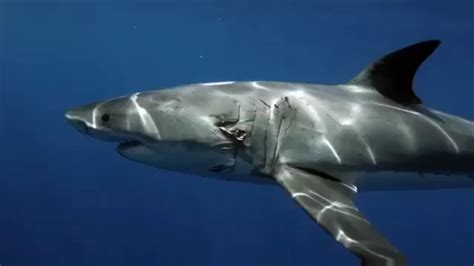 Great white with two deep, rounded wounds on its gills. Any