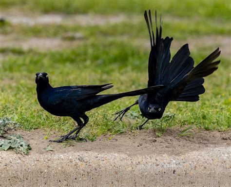 Great-tailed Grackles BirdForum