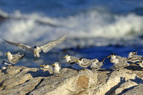 Greater Crested Terns, Crested Terns or Swift Terns