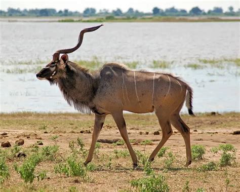 Greater Kudu articles Encyclopedia of Life. 