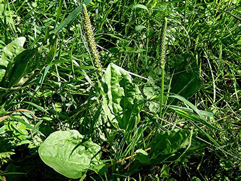 Greater Plantain NatureSpot